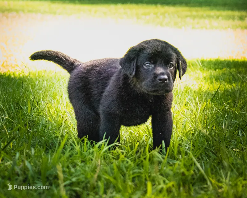 Black boy 3 – Labrador Retriever puppy for sale in Hampstead, NC