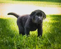 Black boy 3, a male Labrador Retriever for sale in Hampstead, NC – 1 of 5