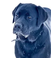 Black boy 4, a male Labrador Retriever for sale in Hampstead, NC – 3 of 6