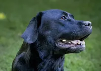 Black boy 4, a male Labrador Retriever for sale in Hampstead, NC – 5 of 6