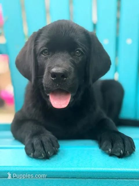 Black boy mason – Labrador Retriever puppy for sale in Hampstead, NC