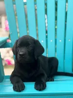Black boy mason, a male Labrador Retriever for sale in Hampstead, NC – 4 of 9