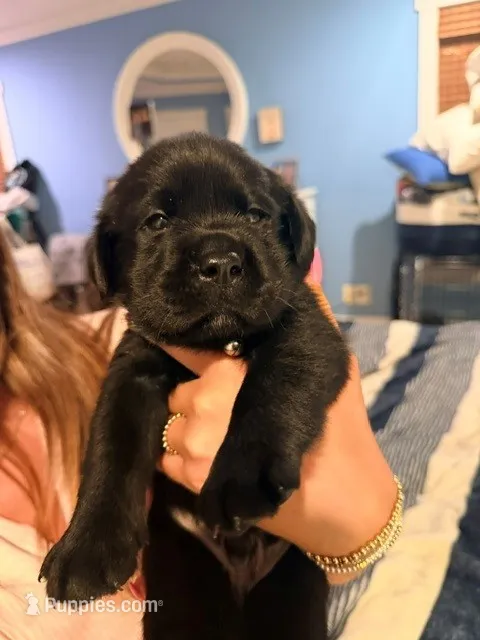 puppy 2  – Labrador Retriever puppy for sale in Hampstead, NC