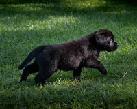 Black boy 4, a male Labrador Retriever for sale in Hampstead, NC – 2 of 6