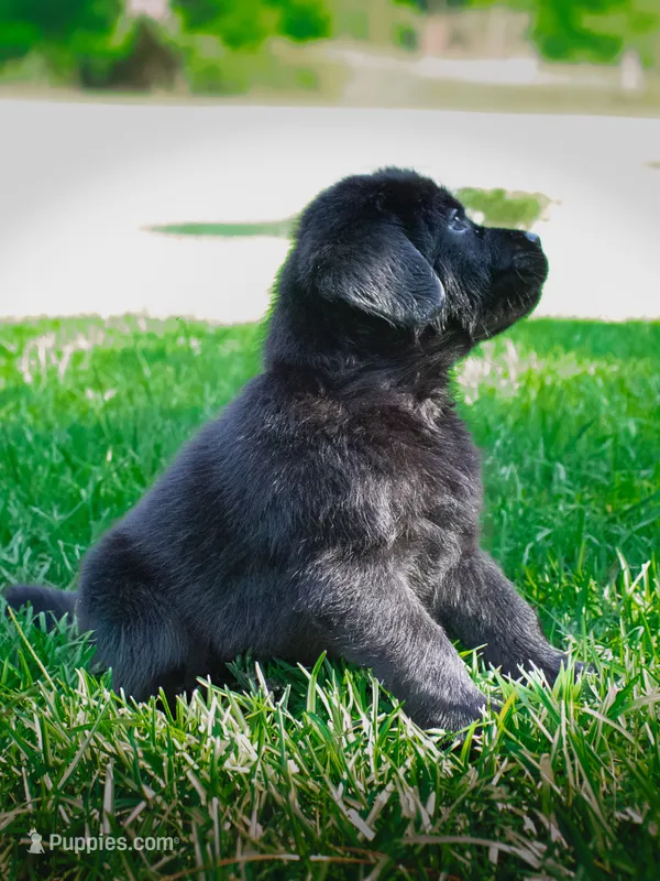 Black puppy lab 1 – Labrador Retriever puppy for sale in Hampstead, NC