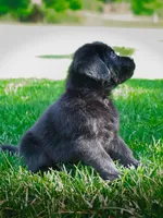 Black puppy lab 1, a male Labrador Retriever for sale in Hampstead, NC – 1 of 5