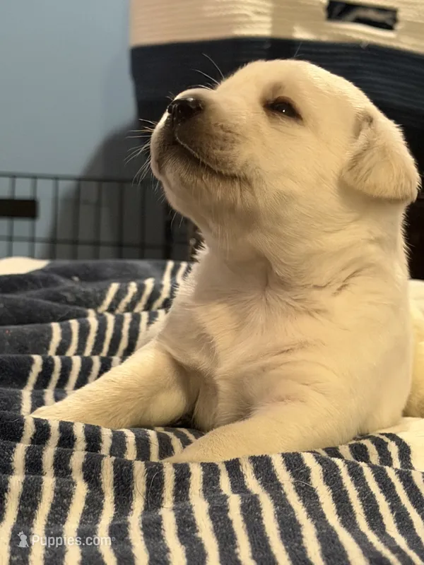 Yellow boy  – Labrador Retriever puppy for sale in Hampstead, NC