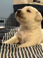 Yellow boy , a male Labrador Retriever for sale in Hampstead, NC – 1 of 6