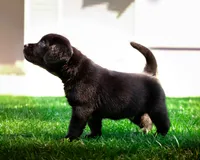 Black puppy lab 1, a male Labrador Retriever for sale in Hampstead, NC – 3 of 5