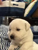 Yellow boy 4 , a male Labrador Retriever for sale in Hampstead, NC – 3 of 7