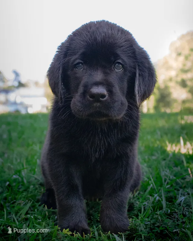 Black boy 4 – Labrador Retriever puppy for sale in Hampstead, NC