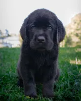 Black boy 4, a male Labrador Retriever for sale in Hampstead, NC – 1 of 6