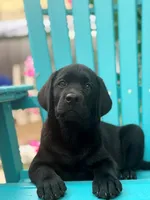 Black boy mason, a male Labrador Retriever for sale in Hampstead, NC – 2 of 9