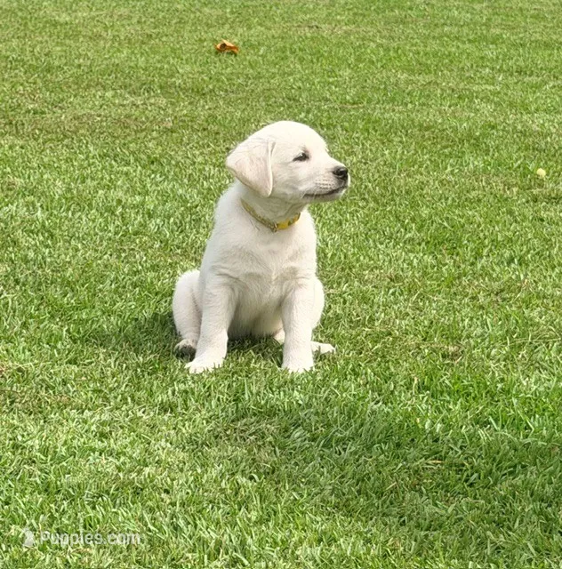 Yellow boy 3 – Labrador Retriever puppy for sale in Hampstead, NC