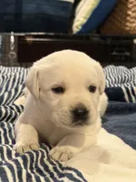 Yellow boy 4 , a male Labrador Retriever for sale in Hampstead, NC – 2 of 7