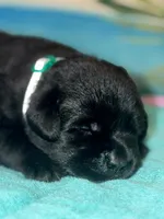 puppy 2 , a male Labrador Retriever for sale in Hampstead, NC – 3 of 3