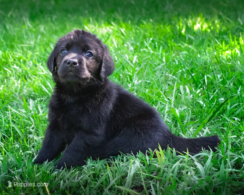 puppy 2  – Labrador Retriever puppy for sale in Hampstead, NC