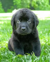 puppy 2 , a male Labrador Retriever for sale in Hampstead, NC – 2 of 5