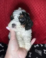 processed/b3cfe740-a4f4-4ace-ba95-820bc919ec41/listing/742eed0f-fd8f-4237-bc03-534212595286/6192c8e7-f354-4799-b75a-45e34ceaade8