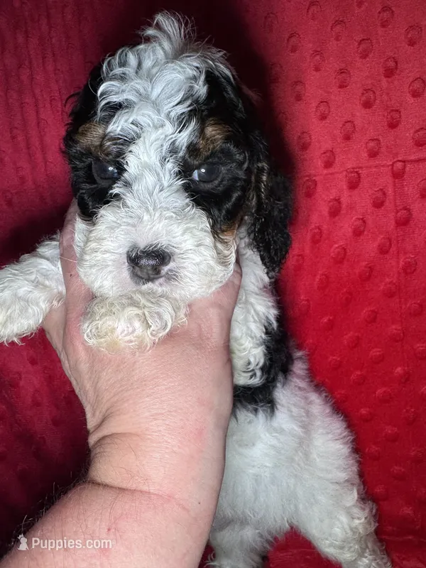 Charm-F1b Cavapoo-toy