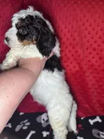 processed/b3cfe740-a4f4-4ace-ba95-820bc919ec41/listing/742eed0f-fd8f-4237-bc03-534212595286/b172c57e-b45d-4c63-b6ea-ebd36eeb64d2