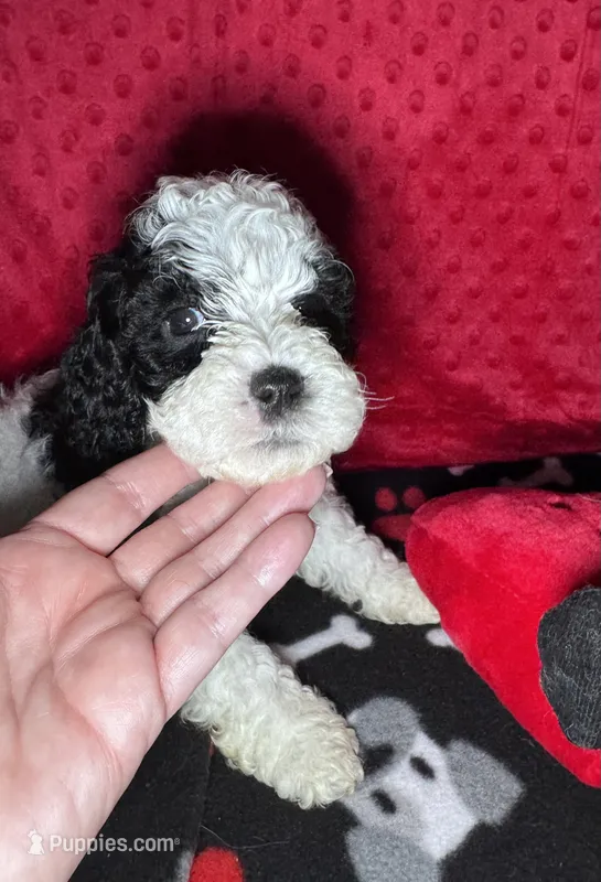 Heart-F1b Cavapoo-toy