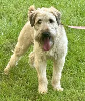 Cory, a male Soft Coated Wheaten Terrier for sale in Waldorf, MD – 4 of 4