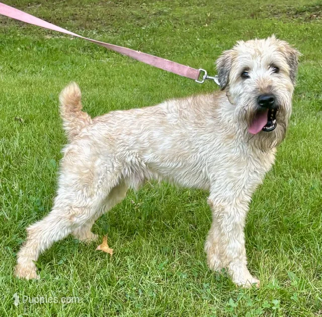 Cory – Soft Coated Wheaten Terrier puppy for sale in Waldorf, MD