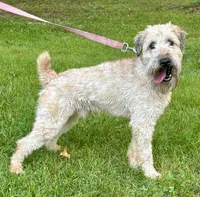 Cory, a male Soft Coated Wheaten Terrier for sale in Waldorf, MD – 1 of 4