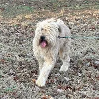 Carter, a female Soft Coated Wheaten Terrier for sale in Maryland, MD – Photo 1 of 7