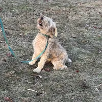 Carter, a female Soft Coated Wheaten Terrier for sale in Maryland, MD – Photo 4 of 7