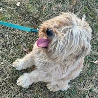 Carter, a female Soft Coated Wheaten Terrier for sale in Maryland, MD – Photo 6 of 7