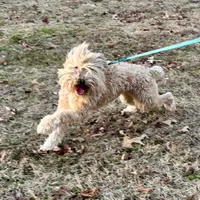 Carter, a female Soft Coated Wheaten Terrier for sale in Maryland, MD – Photo 2 of 7
