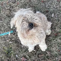 Carter, a female Soft Coated Wheaten Terrier for sale in Maryland, MD – Photo 5 of 7