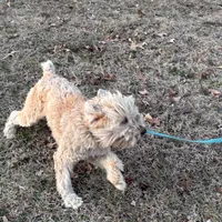 Carter, a female Soft Coated Wheaten Terrier for sale in Maryland, MD – Photo 3 of 7