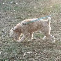 Carter, a female Soft Coated Wheaten Terrier for sale in Maryland, MD – Photo 7 of 7