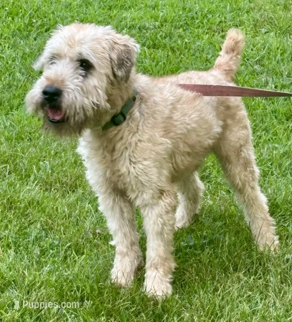 Wilson – Soft Coated Wheaten Terrier puppy for sale in Waldorf, MD