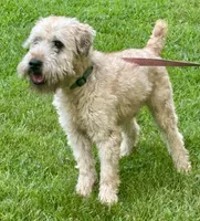 Wilson, a male Soft Coated Wheaten Terrier for sale in Waldorf, MD – 1 of 3