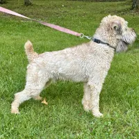 Cory, a male Soft Coated Wheaten Terrier for sale in Waldorf, MD – 3 of 4