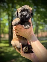 AKC Diana, a female Soft Coated Wheaten Terrier for sale in Maryland, MD – Photo 6 of 9
