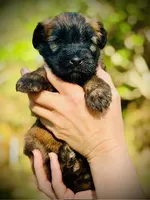 AKC Diana, a female Soft Coated Wheaten Terrier for sale in Maryland, MD – Photo 7 of 9