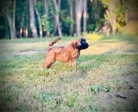 AKC Diana, a female Soft Coated Wheaten Terrier for sale in Maryland, MD – Photo 4 of 9