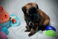 AKC Diana, a female Soft Coated Wheaten Terrier for sale in Maryland, MD – Photo 8 of 9