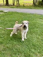Cory, a male Soft Coated Wheaten Terrier for sale in Waldorf, MD – 2 of 4
