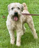 Wilson, a male Soft Coated Wheaten Terrier for sale in Waldorf, MD – 3 of 3