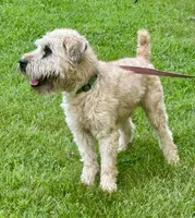 Wilson, a male Soft Coated Wheaten Terrier for sale in Waldorf, MD – 2 of 3