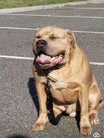 New born pups, a female American Bully for sale in Boston, MA – Photo 2 of 4
