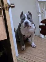 New born pups, a female American Bully for sale in Boston, MA – Photo 1 of 4