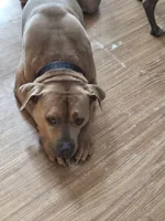 New born pups, a female American Bully for sale in Boston, MA – Photo 4 of 4