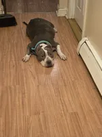 New born pups, a female American Bully for sale in Boston, MA – Photo 3 of 4